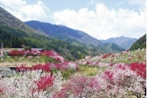 【蒲郡・相見・岡崎発】*日帰り昼食付*『富士見台高原の水芭蕉と阿智村花桃』1